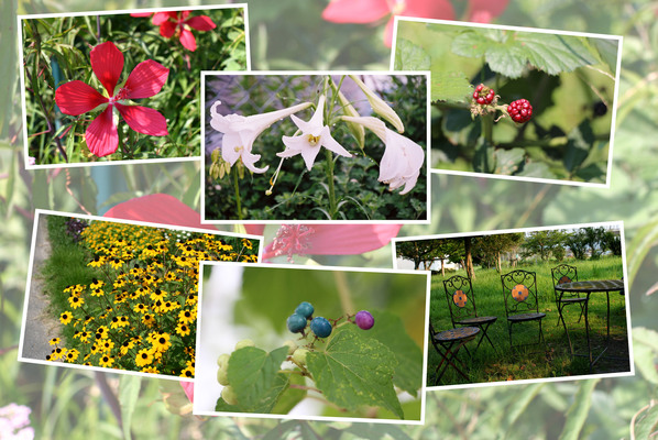 九州がんセンター敷地内「８月の花と実たち」（そのI−３）