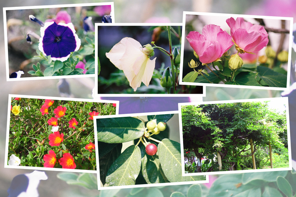 九州がんセンター敷地内「８月の花と実たち」（そのＩI−２）