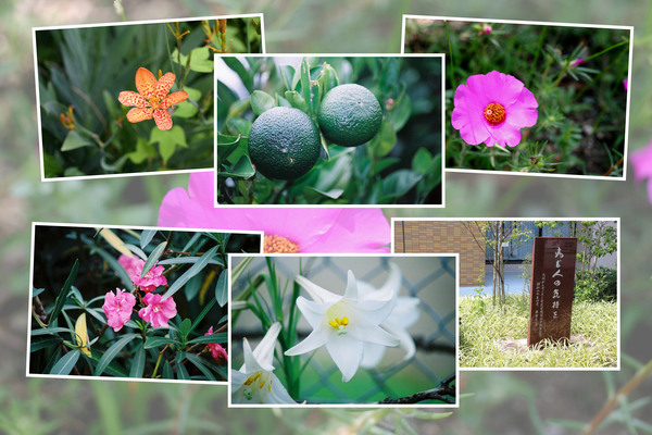 九州がんセンター敷地内「８月の花と実たち」（そのI−５）