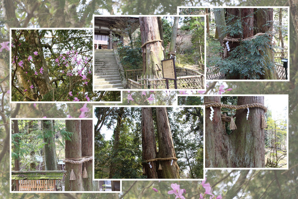 新緑期の湖東・西明寺「千年杉（夫婦杉）」/癒し憩い画像データベース