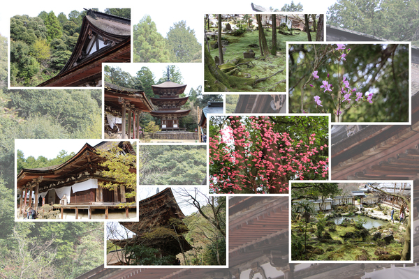 湖東・西明寺「春・新緑期の本堂、三重塔、本坊」/癒し憩い画像データベース