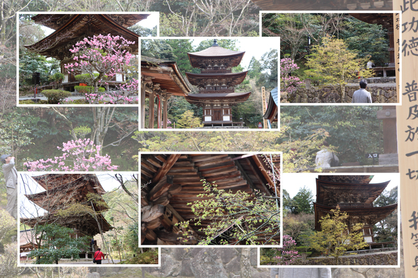 春・新緑期の湖東・西明寺「三重塔」/癒し憩い画像データベース