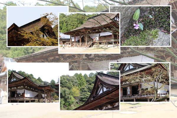 湖東・西明寺「春・新緑期の本堂」/癒し憩い画像データベース