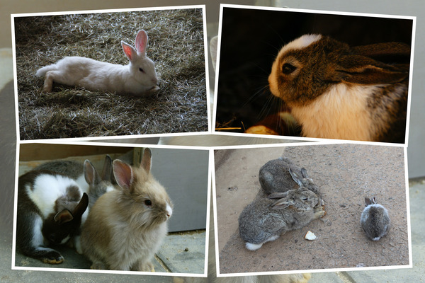 可愛い動物たち「ウサギ」