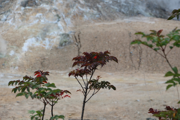 夏の登別温泉「地獄谷と木々」/癒し憩い画像データベース