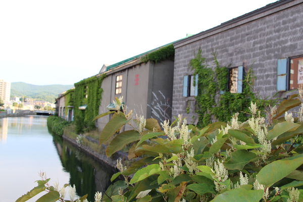 夏の小樽運河「倉庫群」