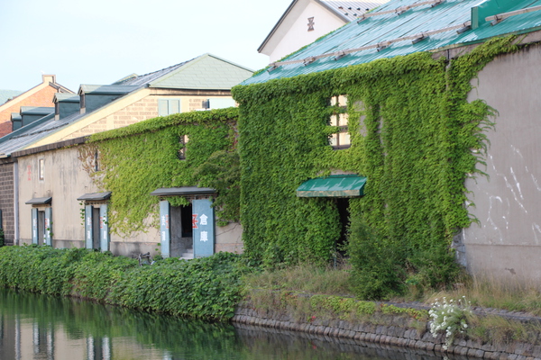 夏の小樽運河と緑葉のツタ