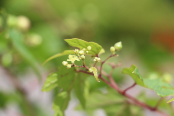 Υ֥ɥ־鲤Ȳ֡/Ƥǡ١