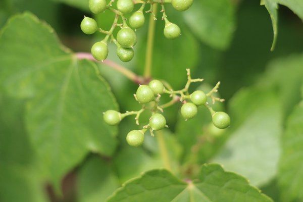 Υ֥ɥּ㤤¤/Ƥǡ١