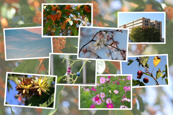九州がんセンター敷地内「１０月の花と実（そのＩ）」