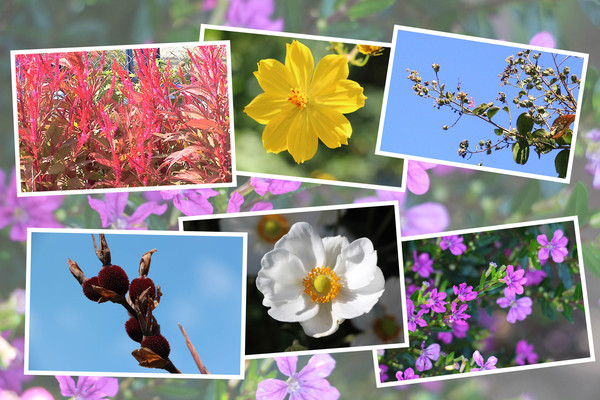 九州がんセンター敷地「１０月の花と実（そのＩ−3）」
