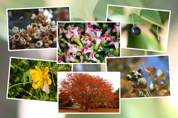 九州がんセンター敷地「１１月の花と実（そのＩ−１）」/癒し憩い画像データベース