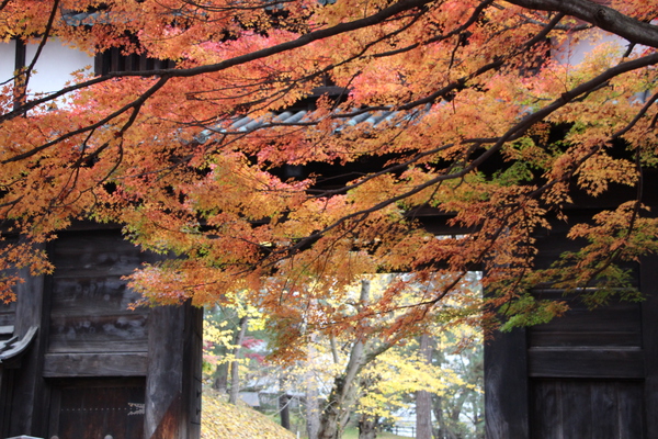 秋の弘前城「黄葉と南内門」
