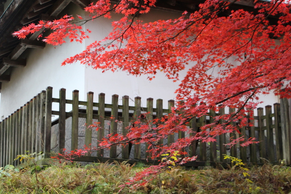 秋の弘前城「辰巳櫓の白漆喰と紅葉」