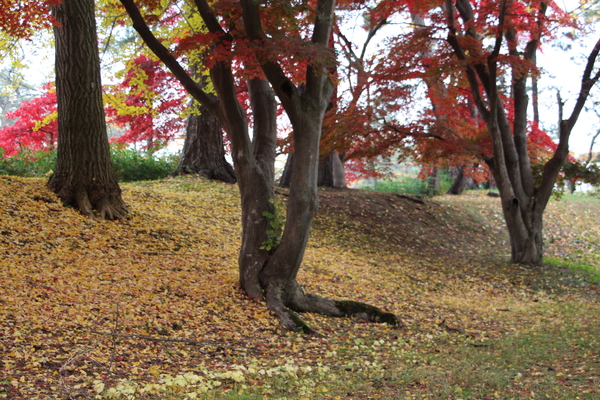 秋の弘前城「落葉の絨毯」