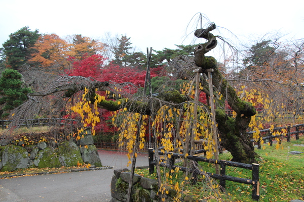 ιŷն᤯̾ڥ쥶/Ƥǡ١