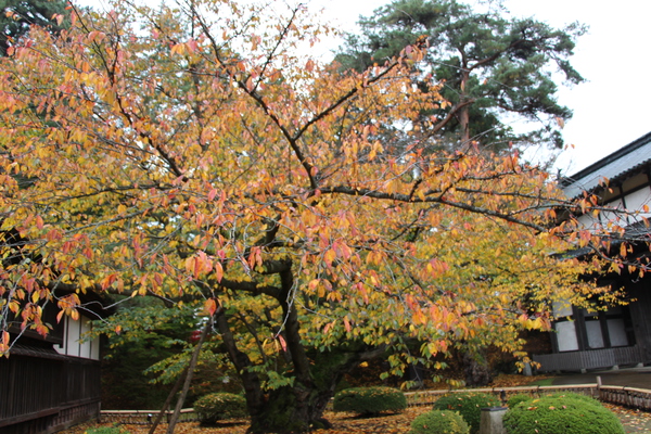 Ρ֥ᥤ襷Τβաա/Ƥǡ١