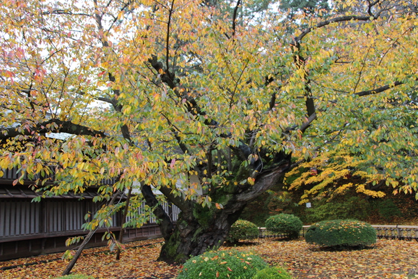 ιܺǸŤΥᥤ襷Ρ/Ƥǡ١