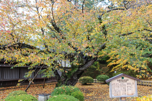 ιָ̾ڤΥᥤ襷Ρ/Ƥǡ١