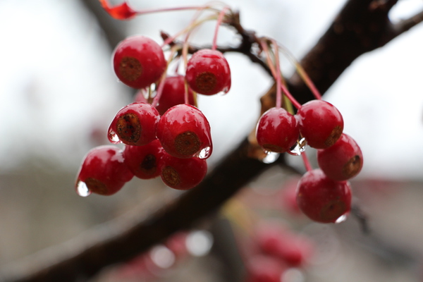 ナナカマドの赤い実と雨滴/癒し憩い画像データベース