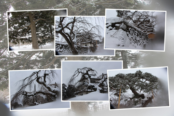 冬・積雪期の弘前城「天守閣周辺の樹木群」