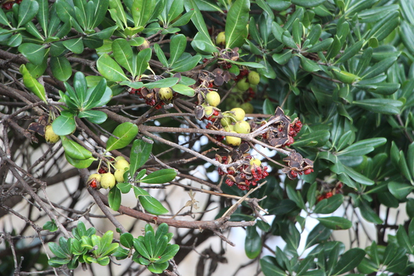 浦富海岸「トベラの実と種子」/癒し憩い画像データベース