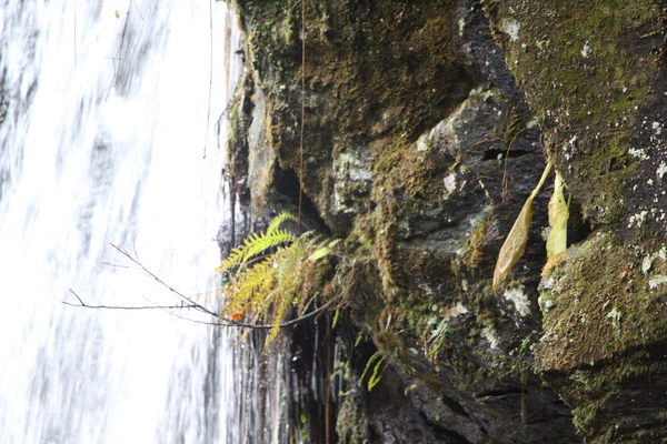 滝の苔むした岩壁に生える植物たちの秋 癒し憩い画像データベース