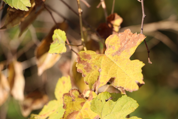 Υ֥ɥֲդդء/Ƥǡ١