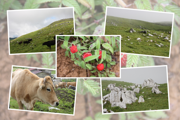 四国カルスト「羊群原と放牧風景」