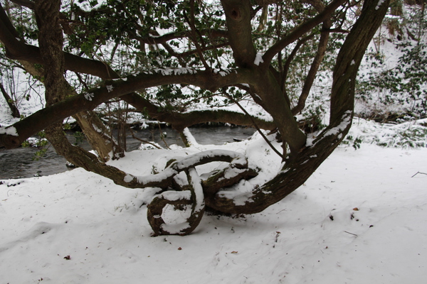 冬・積雪期の「奇木」