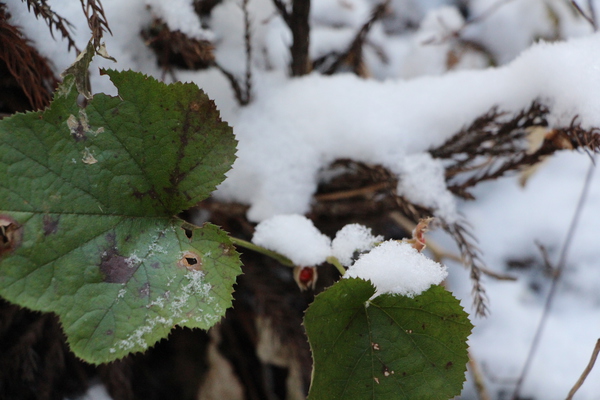 積雪と冬苺/癒し憩い画像データベース