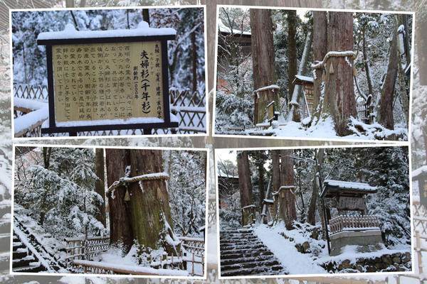 冬・積雪期の西明寺「千年杉（夫婦杉）」/癒し憩い画像データベース