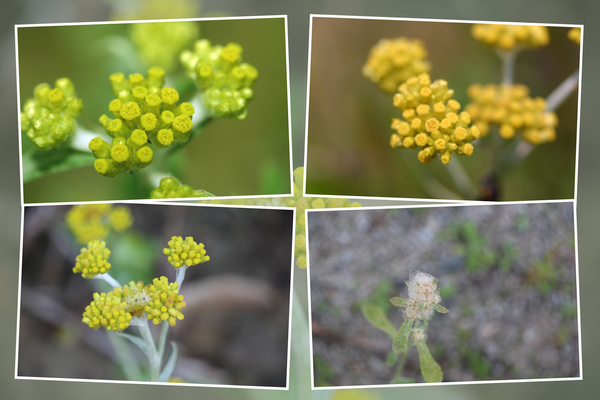 ハハコグサ 母子草 の四季 癒し憩い画像データベース テーマ別おすすめ画像