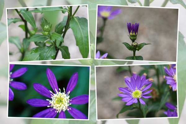 ミヤコワスレ 都忘れ の四季 蕾から花へ 癒し憩い画像データベース テーマ別おすすめ画像