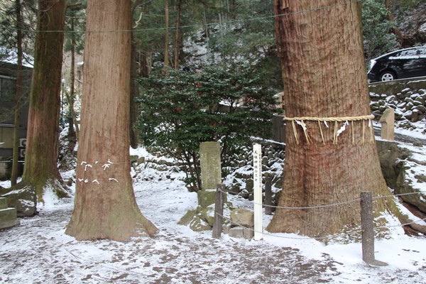 冬の金鱗湖「天祖神社の御神木」/癒し憩い画像データベース
