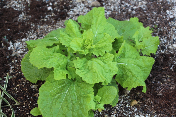 �ʥΥϥʤ��դȸ���Ƥ����/�����Ƥ������ǡ����١���