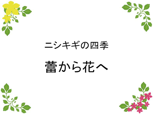 ニシキギ 錦木 の四季 癒し憩い画像データベース テーマ別おすすめ画像