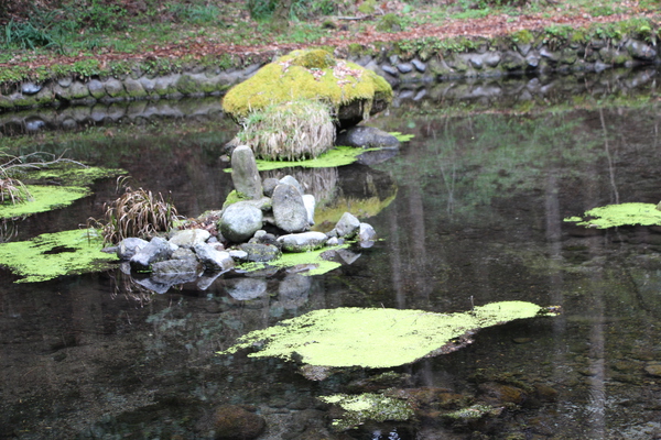 春の阿蘇「山吹水源と水草」/癒し憩い画像データベース