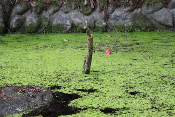 春の阿蘇「水源池を覆う水草群」