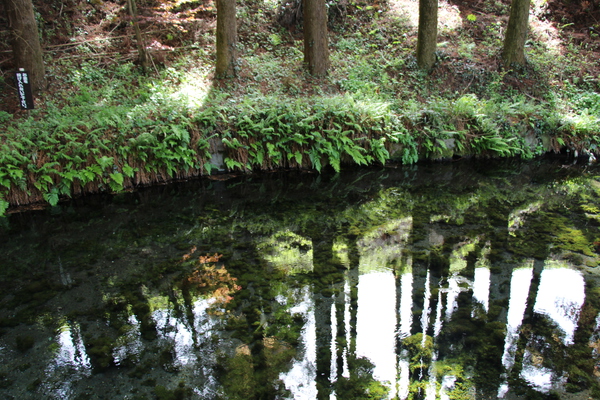 春の白川水源「水面の樹影」