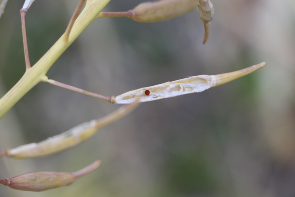 ������貤ȻĤä��ʥΥϥʤ������μ��/�����Ƥ������ǡ����١���