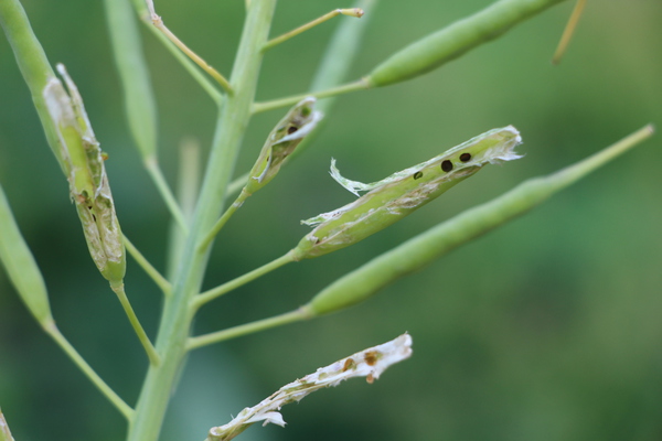 �֥ʥΥϥʡפ�貤ȼ��/�����Ƥ������ǡ����١���