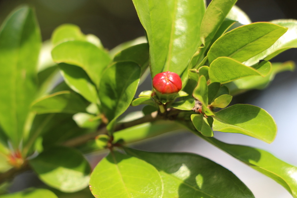 ��������鲤ȼ���/�����Ƥ������ǡ����١���