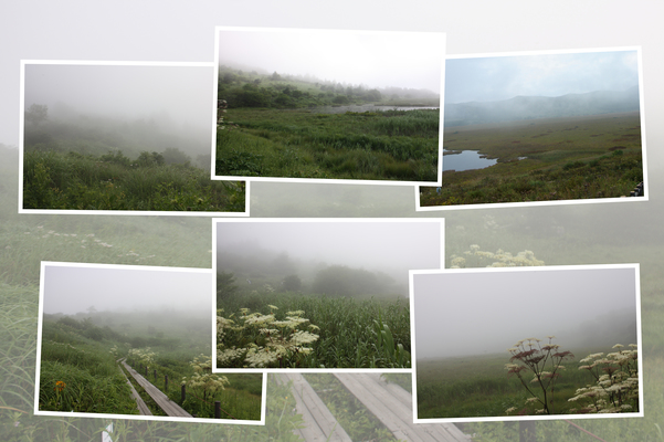 夏の霧ヶ峰「霧の八島ヶ原湿原」