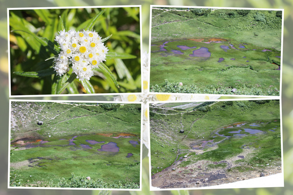 夏の立山室堂「血の池湿原」/癒し憩い画像データベース