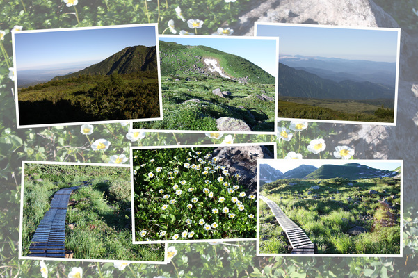 夏の立山「弥陀ヶ原と木道」/癒し憩い画像データベース