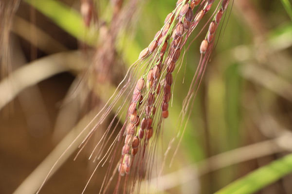 収穫前の赤米（古代米）/癒し憩い画像データベース