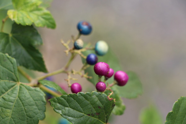 Υ֥ɥ¿̤ʿμ¤/Ƥǡ١