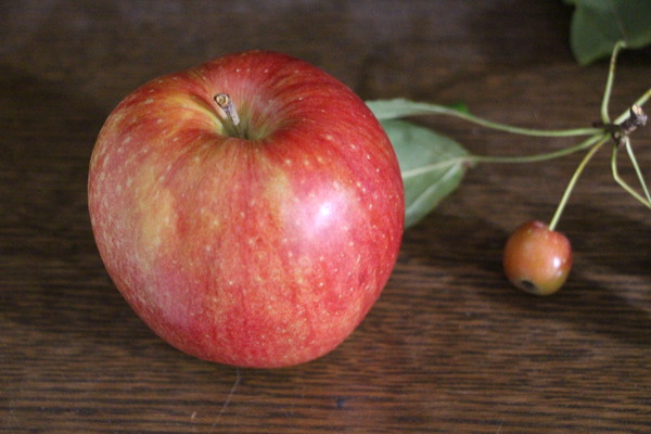 林檎とヒメリンゴ/癒し憩い画像データベース