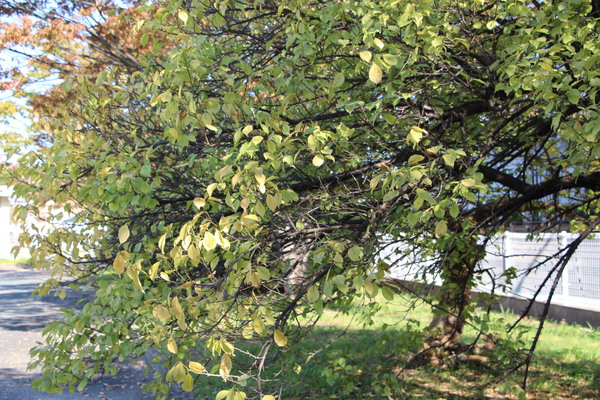 秋・紅葉期の「梅の樹冠」/癒し憩い画像データベース